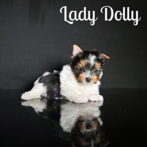 Dolly Biewer Puppy
