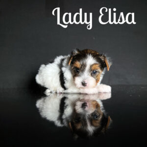 Elisa Biewer Puppy
