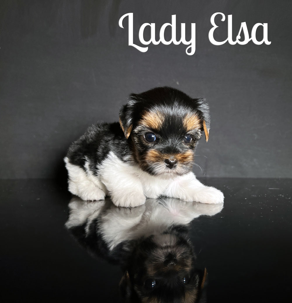 Elsa Biewer Puppy