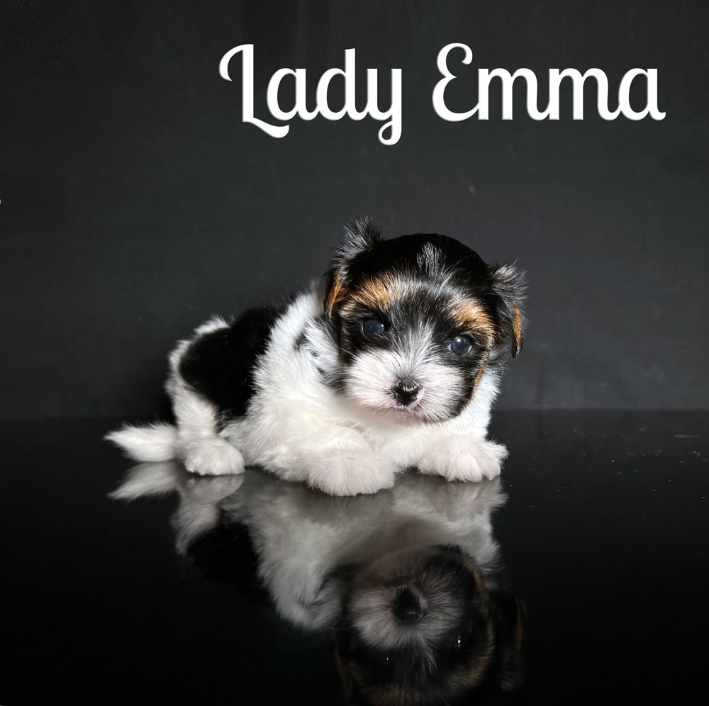 Emma Biewer Puppy