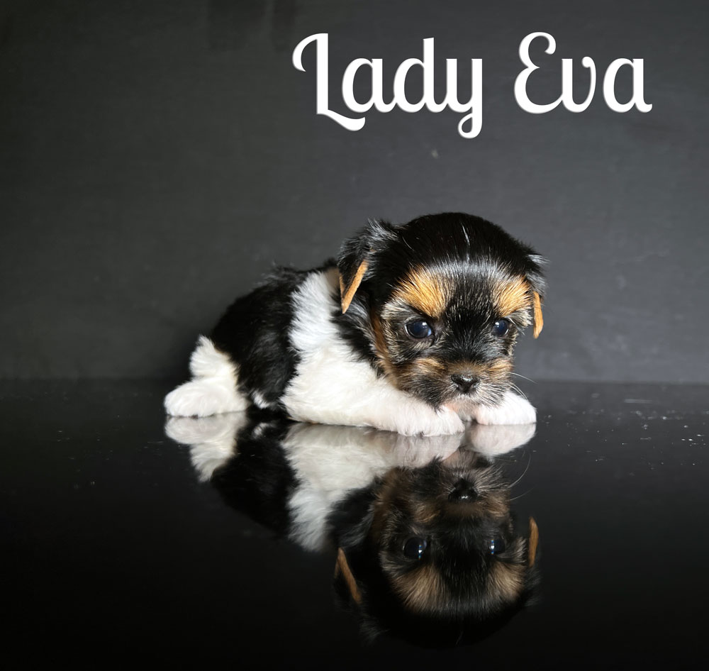 Eva Biewer Puppy