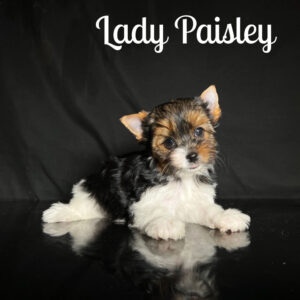 Paisley Biewer Puppy