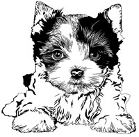 Rocky Mountain Biewer Terrier Icon