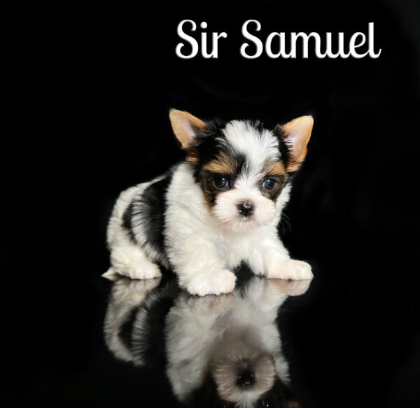 Samuel Biewer Puppy