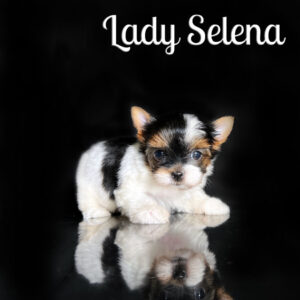 Selena Biewer Puppy