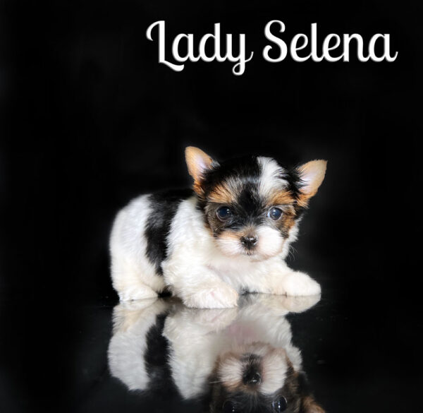 Selena Biewer Puppy