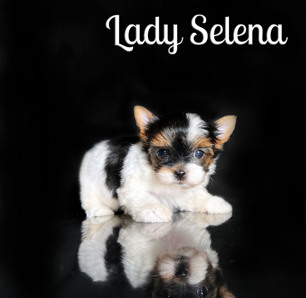 Selena Biewer Puppy