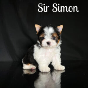 Simon Biewer Puppy
