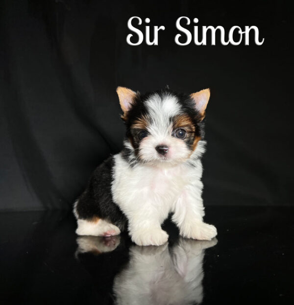 Simon Biewer Puppy