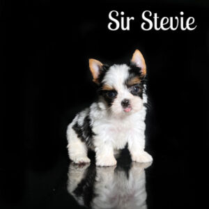 Stevie Biewer Puppy