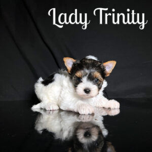 Trinity Biewer Puppy
