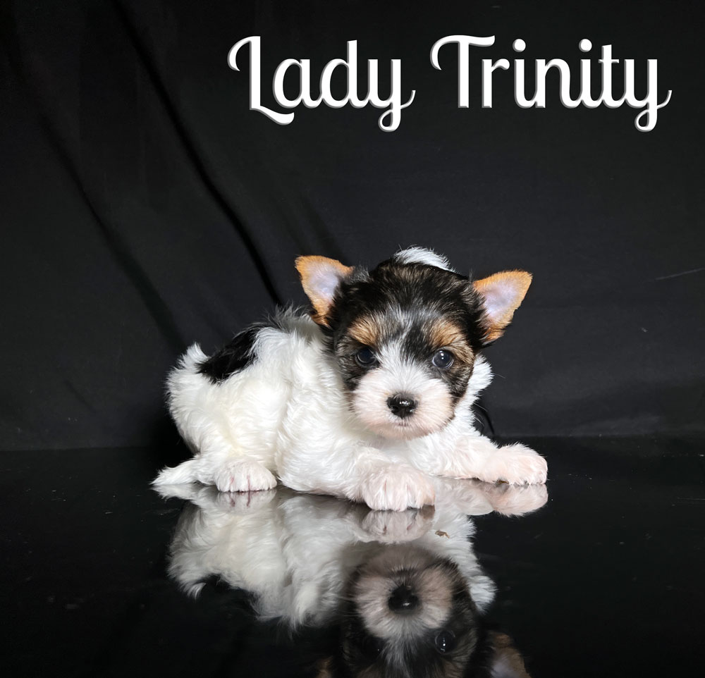 Trinity Biewer Puppy