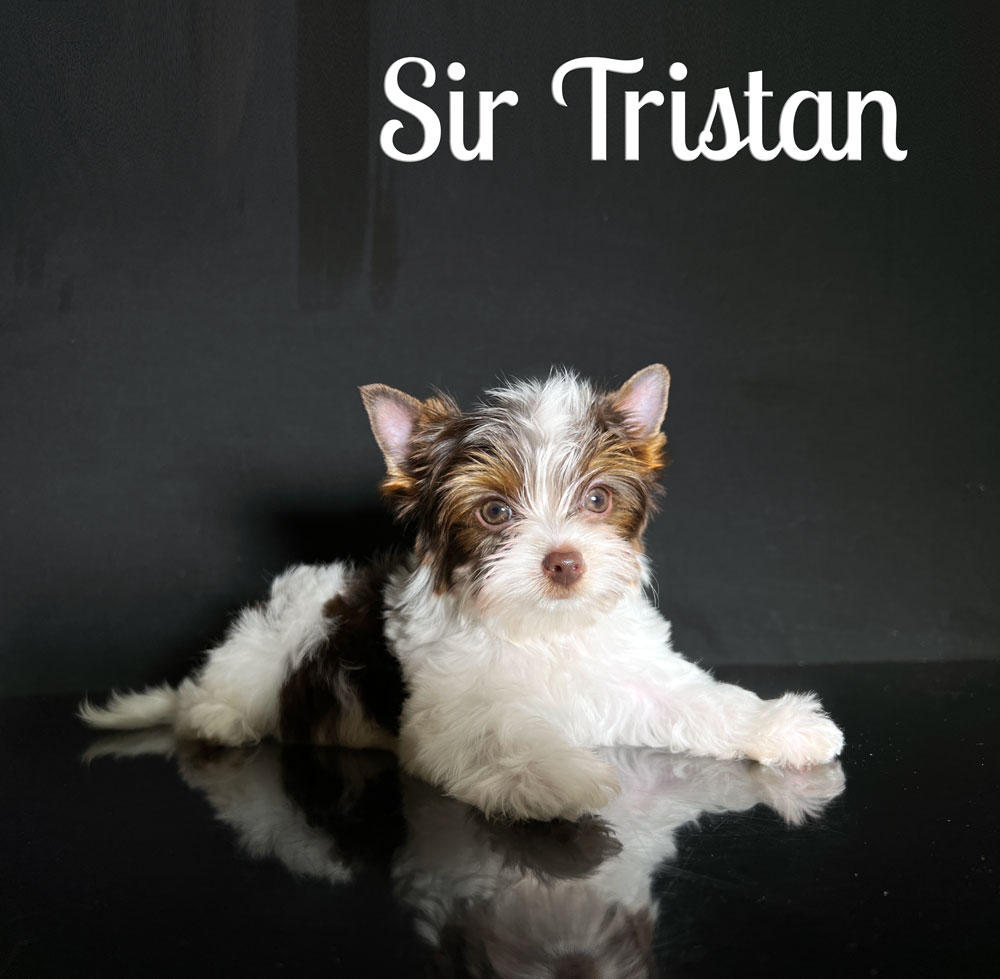 Tristan Biewer Puppy