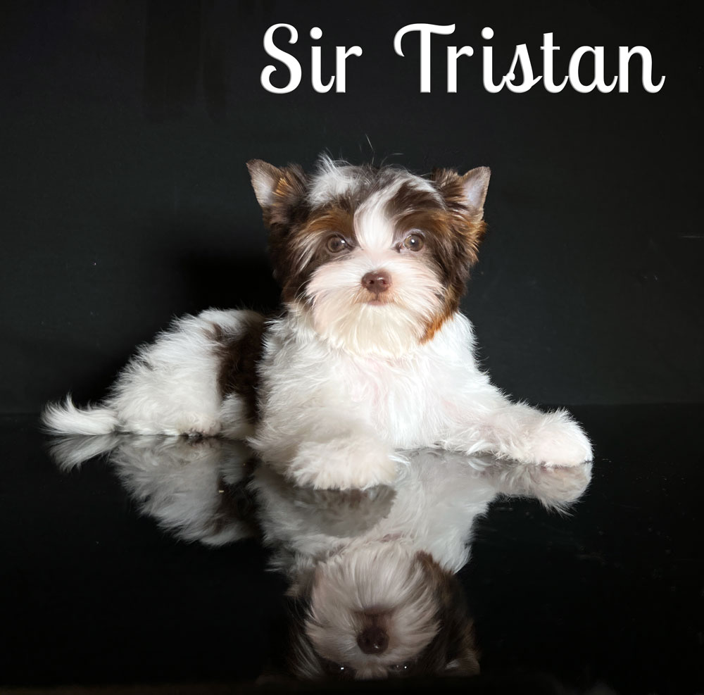 Tristan Chocolate Biewer