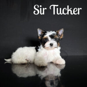 Tucker Biewer Puppy