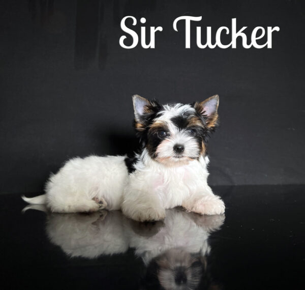 Tucker Biewer Puppy