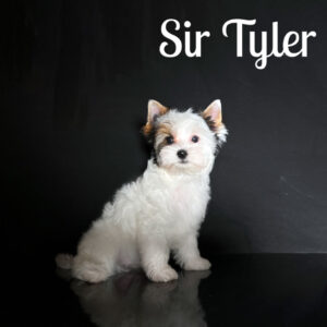 Tyler Biewer Puppy