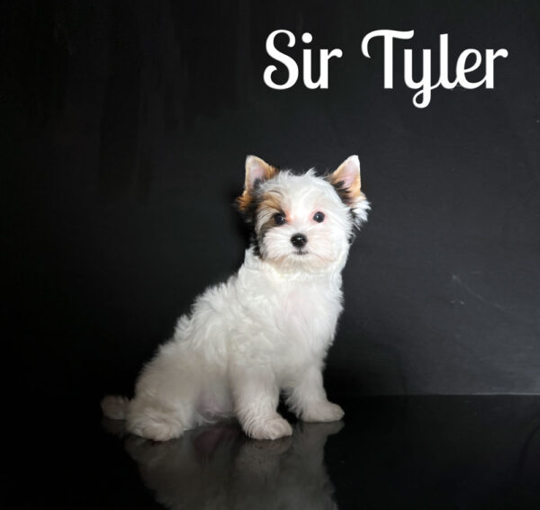 Tyler Biewer Puppy