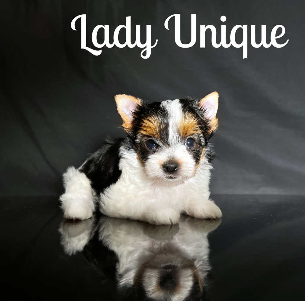 Biewer Terrier Unique