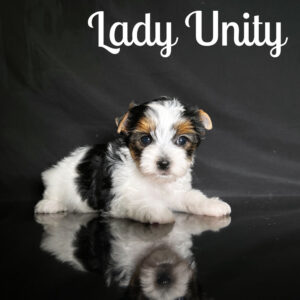 Biewer Terrier Unity
