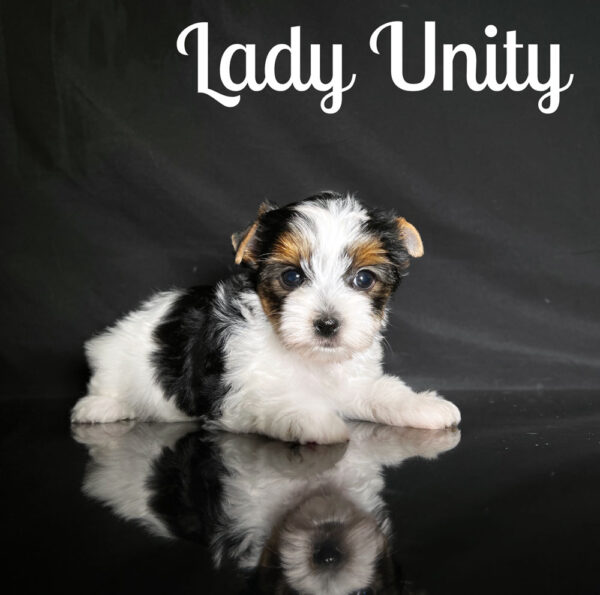 Biewer Terrier Unity