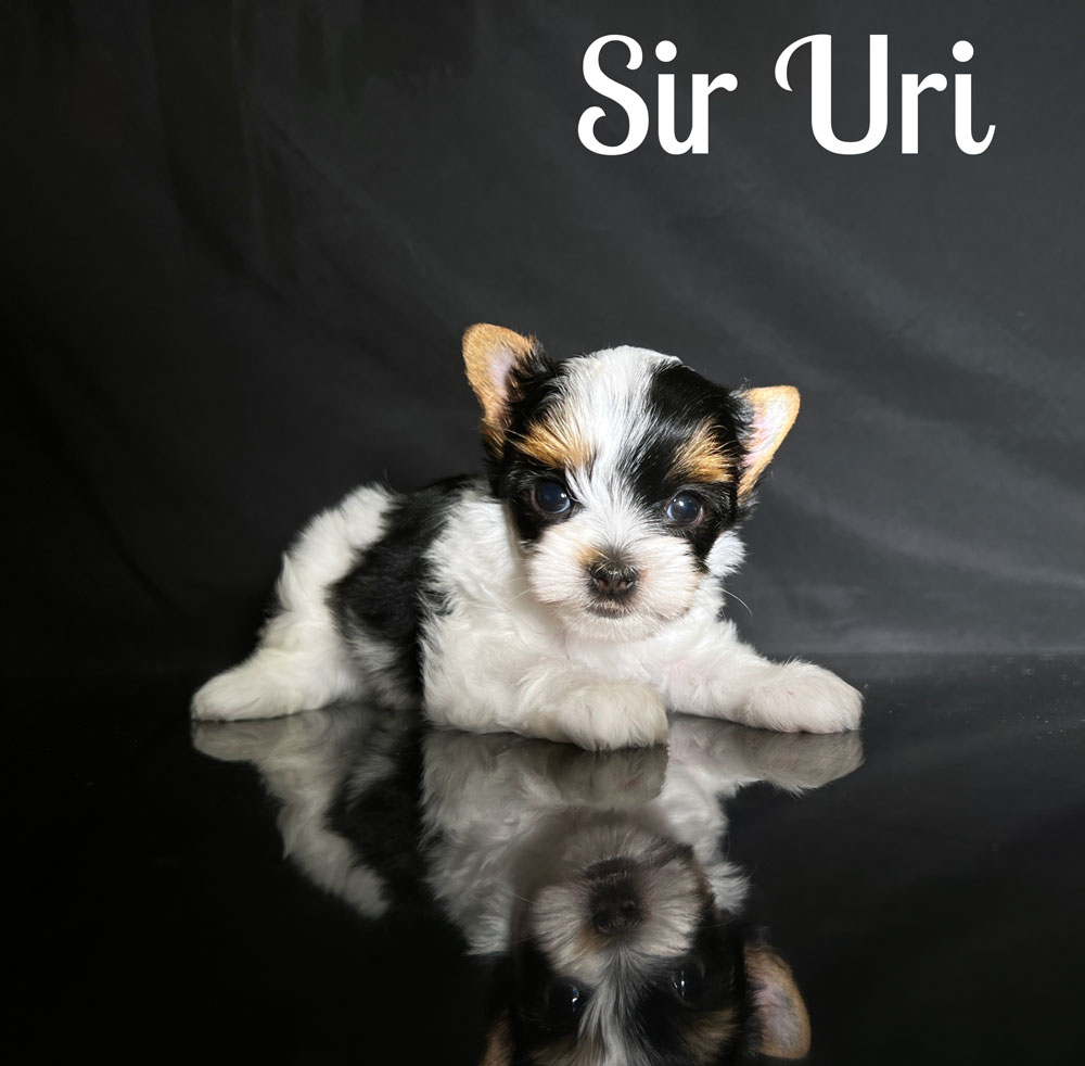 Uri Biewer Puppy