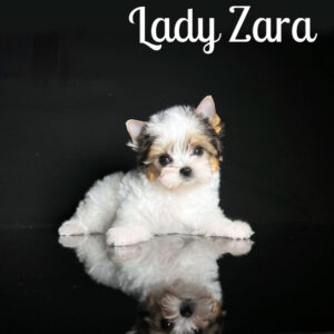 Zara Mini Biewer Terrier