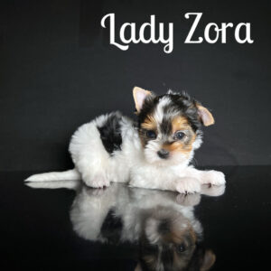 Zora Biewer Puppy