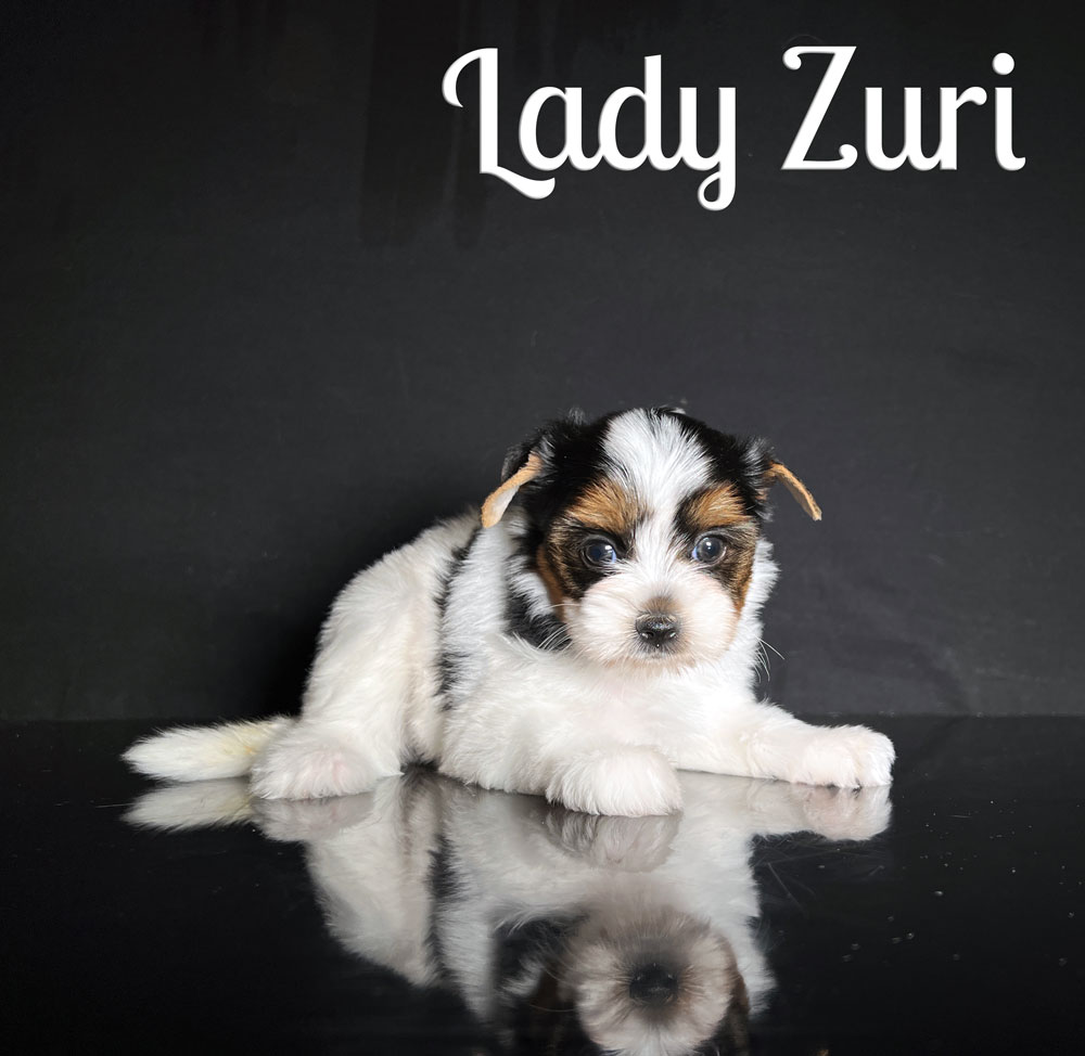 Zuri Biewer Puppy