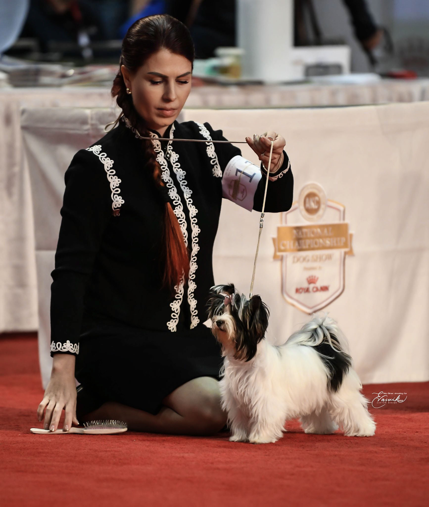 Show Puppy CH Rocky Mountain's Lady Zelda