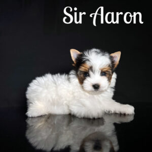Aaron Biewer Puppy