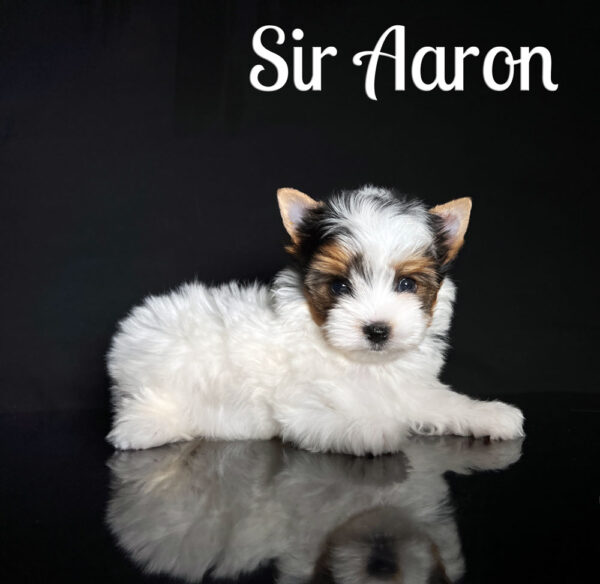 Aaron Biewer Puppy