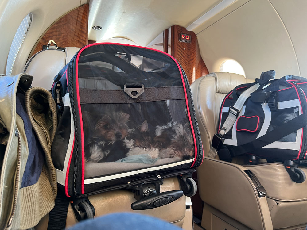 Biewer Puppies in airplane
