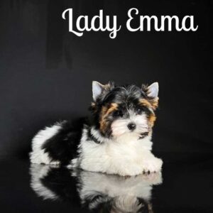 Emma Biewer Terrier
