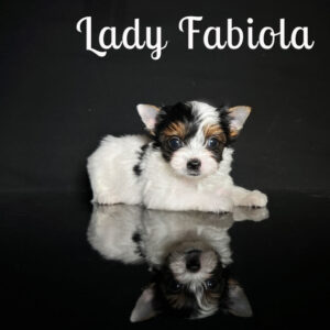 Fabiola Biewer Puppy