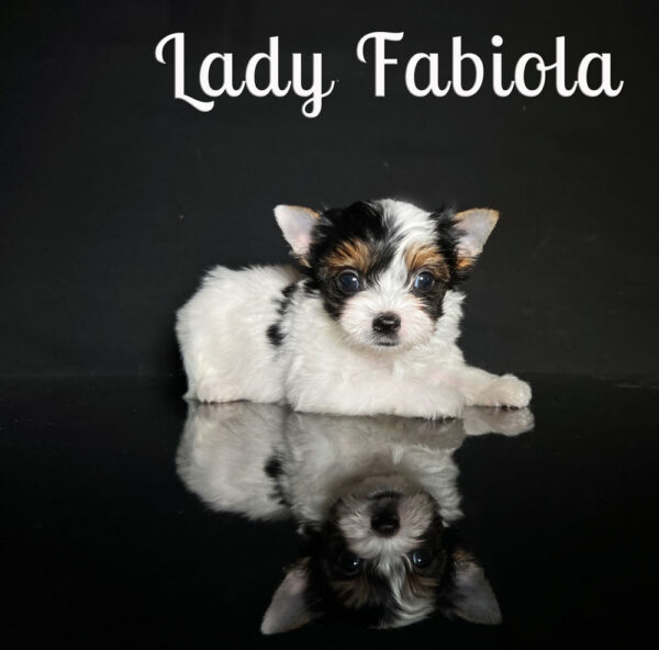 Fabiola Biewer Puppy