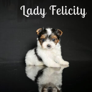 Felicity Biewer Puppy