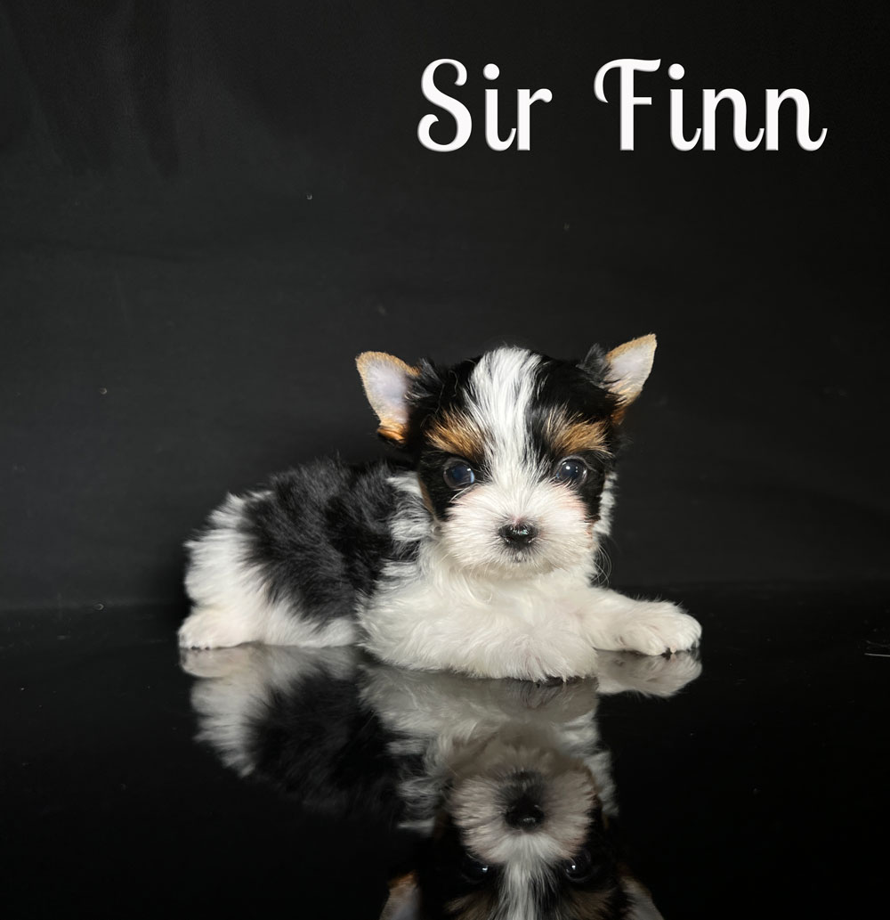 Finn Biewer Puppy