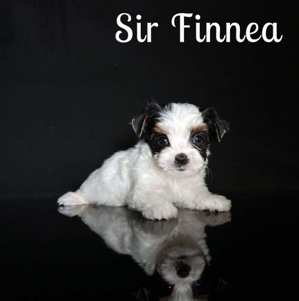 Finnea Biewer Puppy