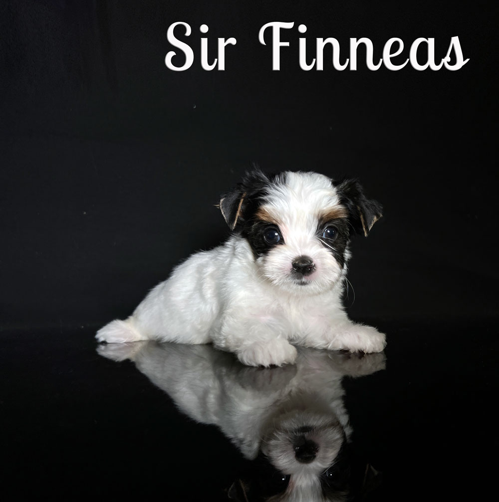 Finneas Biewer Puppy