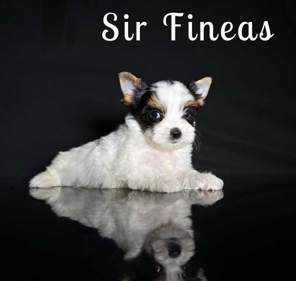 Finneas Biewer Puppy