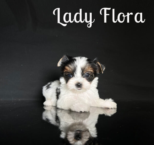 Flora Biewer Puppy