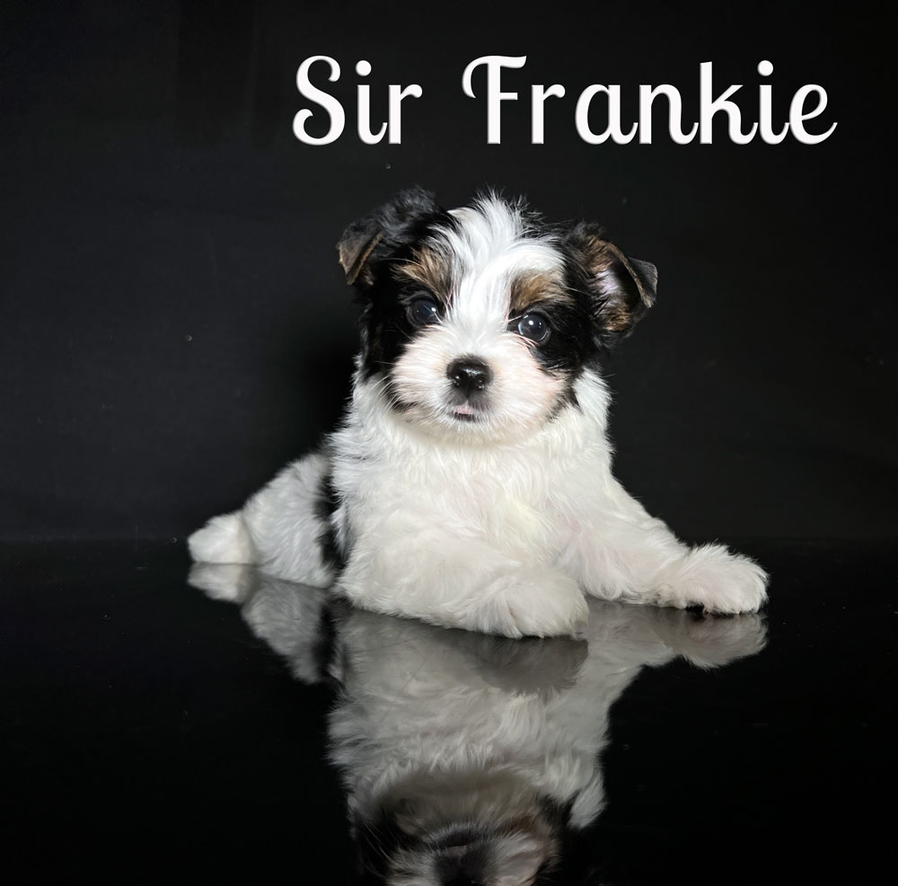 Frankie Biewer Puppy