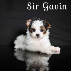 Gavin Biewer Puppy