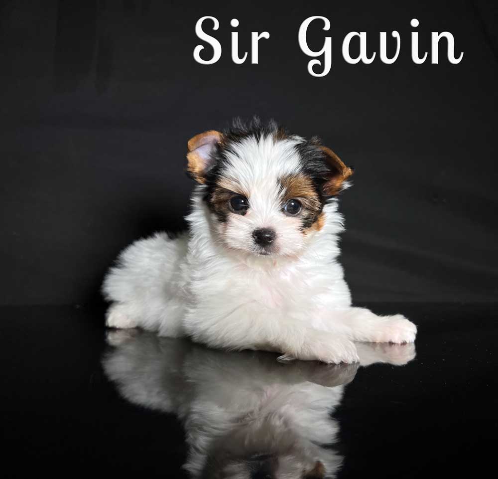 Gavin Biewer Puppy