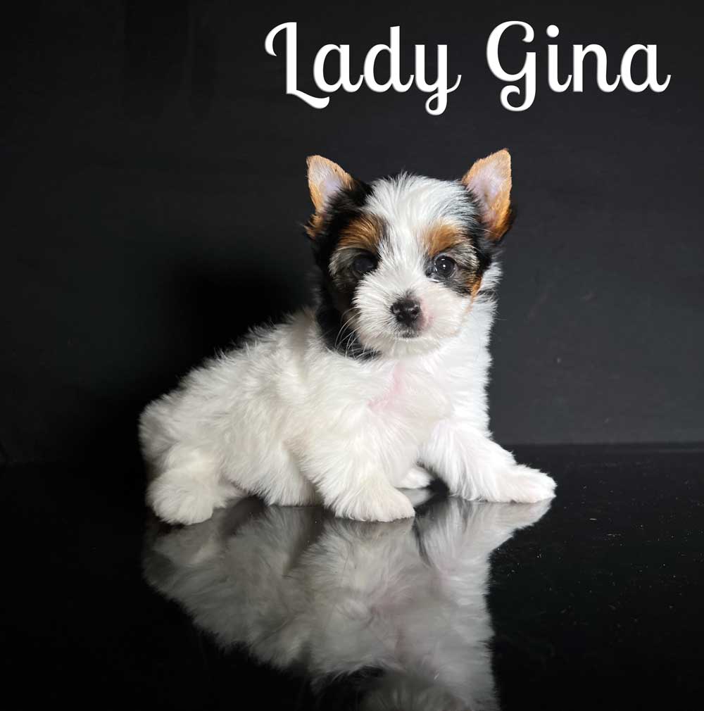 Gina Biewer Puppy