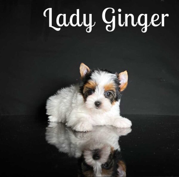 Ginger Biewer Puppy