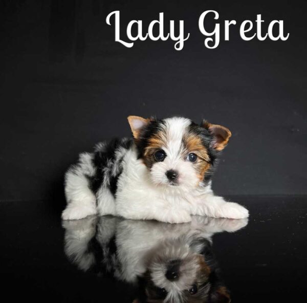 Greta Biewer Puppy