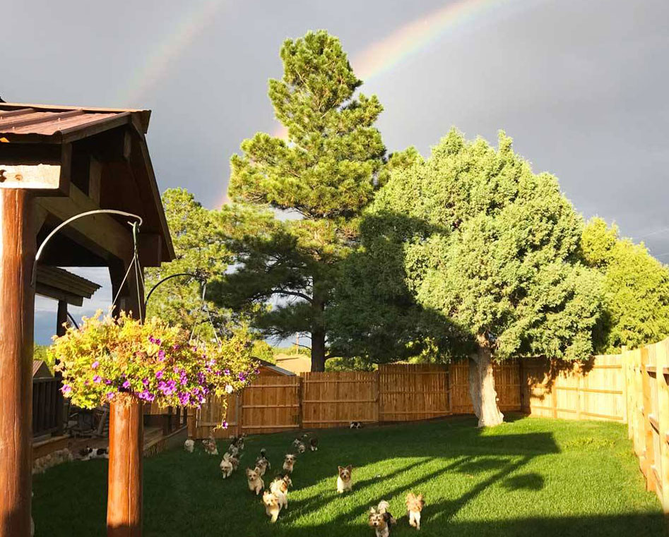 Rocky Mountain Biewer Terriers Front Yard