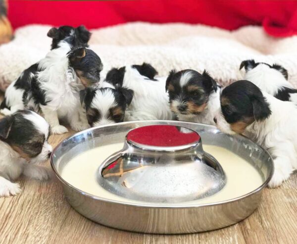 Available Biewer Terrier Puppies